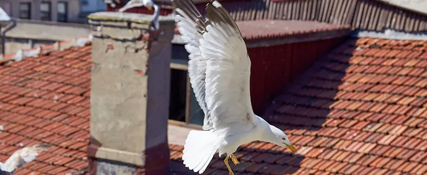 Residential Chimney Animal Removal Solution in Wolf Trap, VA