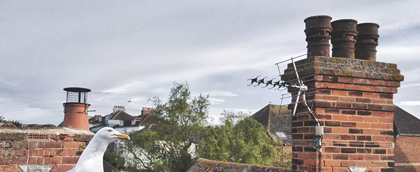 Chimney Cleaning And Restoration in Wolf Trap, Virginia